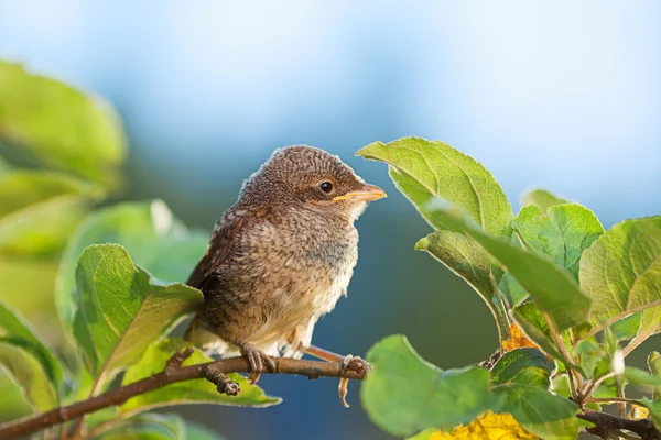Baby bird on the branch — Stock Photo, Image