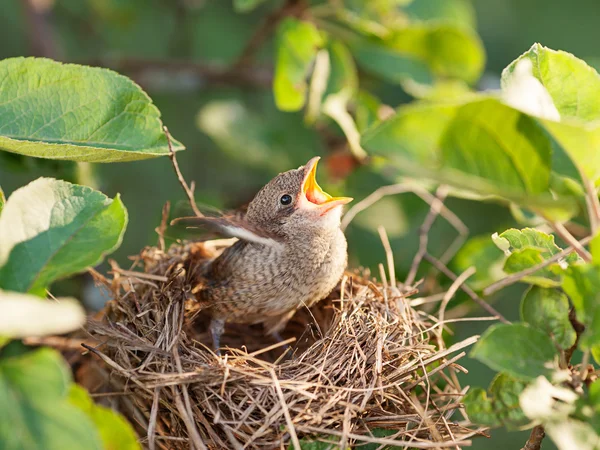 Baby vogels in het nest — Stockfoto