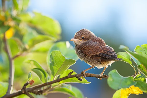 Baby bird on the branch — Stock Photo, Image