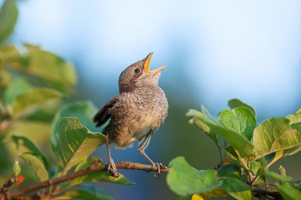 Baby vogel op de tak — Stockfoto
