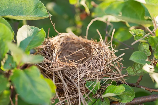 Empty nest on the branch Stock Image