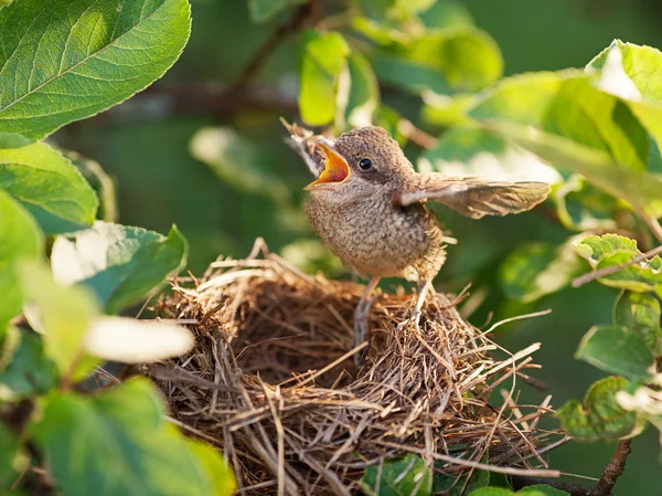 Pájaro bebé en el nido — Foto de Stock