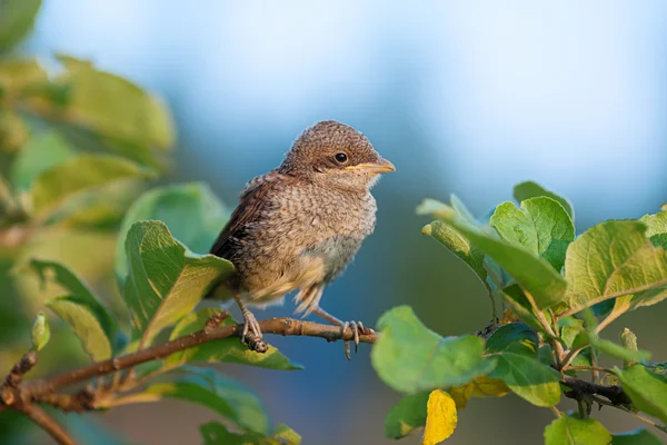 Baby bird on the branch — Stock Photo, Image