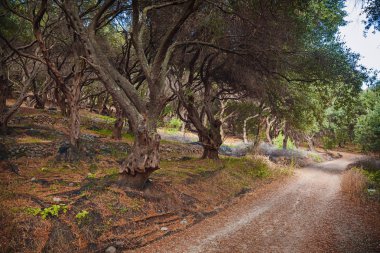 Yunan olive grove