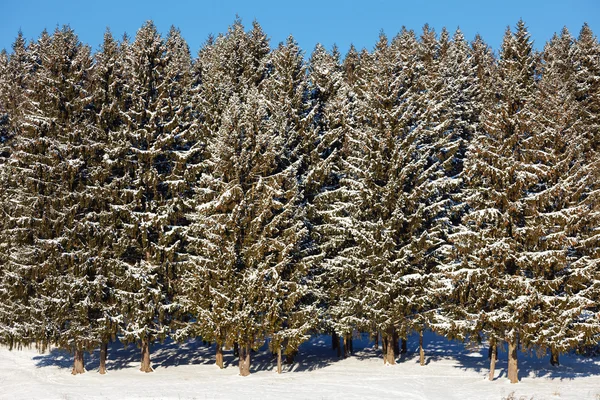 Bosque de abeto de invierno —  Fotos de Stock