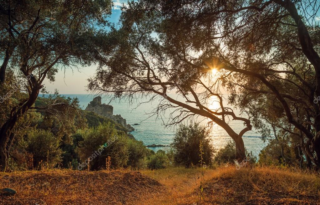 Olive trees by the ocean — Stock Photo © mike_laptev