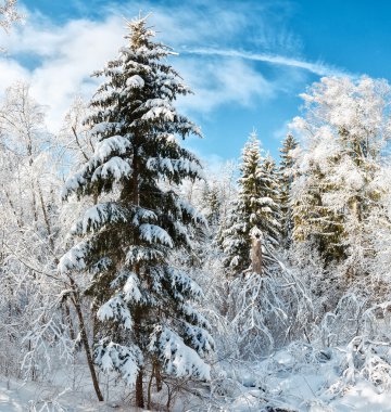 Karlı ağaçların kış ormanı