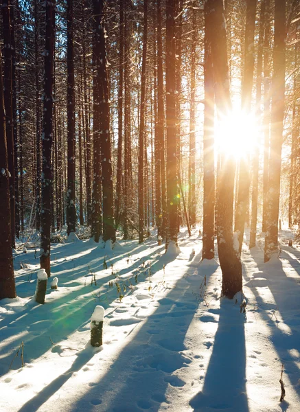 Forêt d'hiver au coucher du soleil — Photo