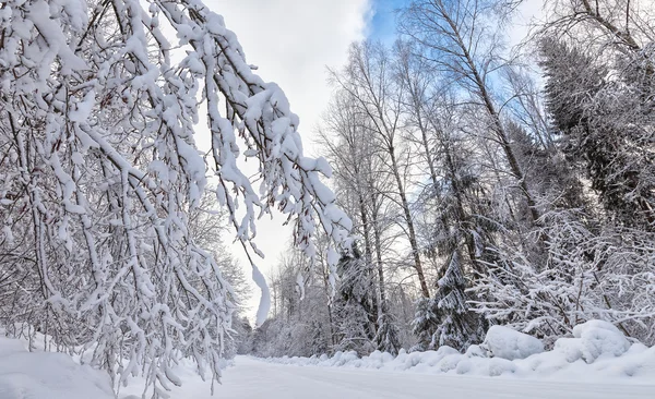 Winter forest covered with snow — Stock Photo, Image