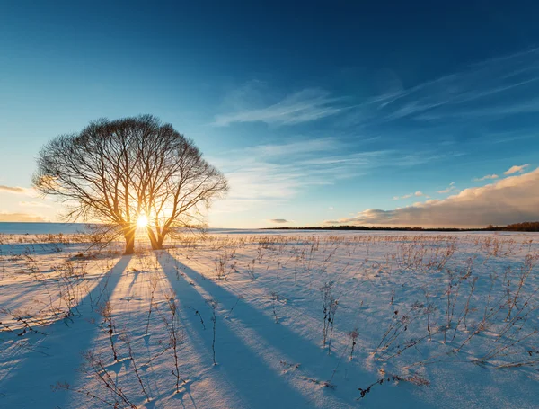 Paisagem de inverno com árvore — Fotografia de Stock