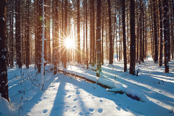 Forêt d'hiver au coucher du soleil — Photo