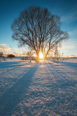 Ağaçlı kış manzarası