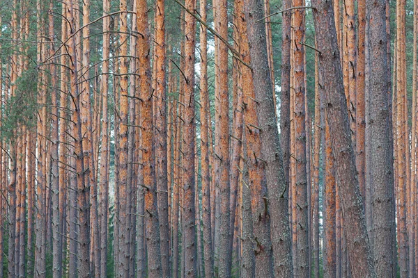 Высокие сосны — стоковое фото