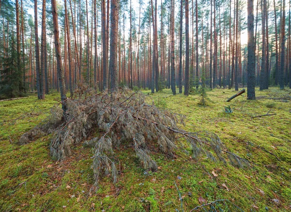 Jehličnaté Lesní krajina — Stock fotografie