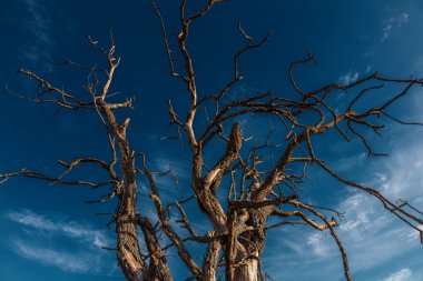 Kurutulmuş ağacın gökyüzüne karşı
