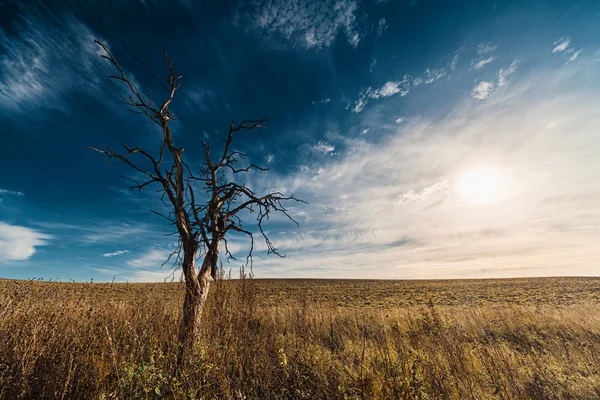 Árvore seca solitária — Fotografia de Stock