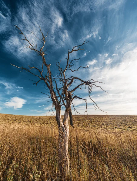 Osamělý strom sušené — Stock fotografie