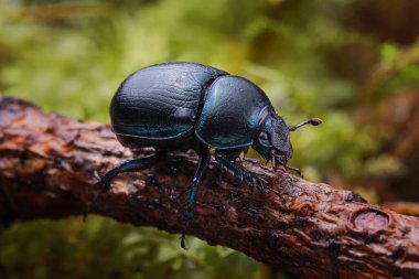 Orman gübre böceğinin makro çekimi (Anoplotes stercorosus 'u parçaladı) dal üzerinde