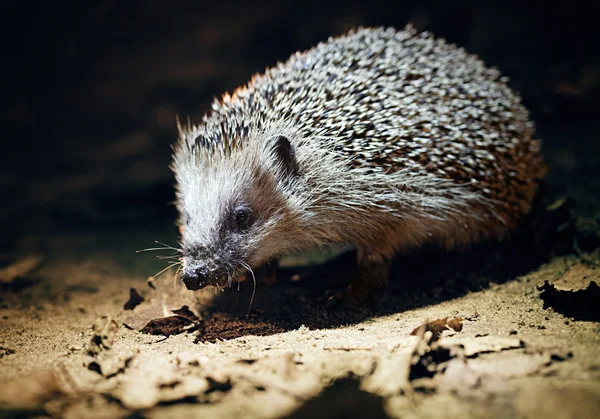 Erizo de Europa Occidental (Erinaceus europaeus ) — Foto de Stock