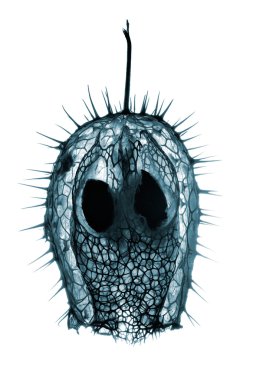 Echinocystis lobata meyvesi