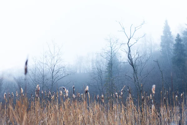 Mist on swamp — Stock Photo, Image