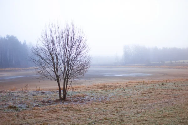시골 겨울 풍경 — 스톡 사진