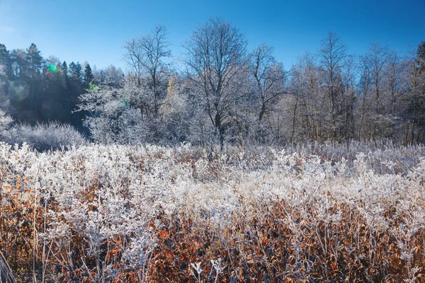 Natuur bedekt met hoar frost — Stockfoto