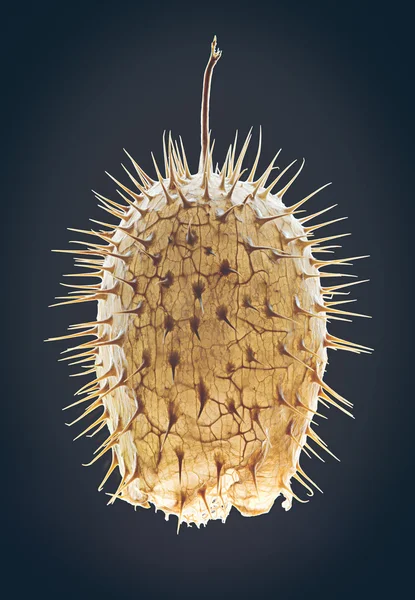 Echinocystis lobata - vad uborka, tüskés uborkát vagy balzsam — Stock Fotó
