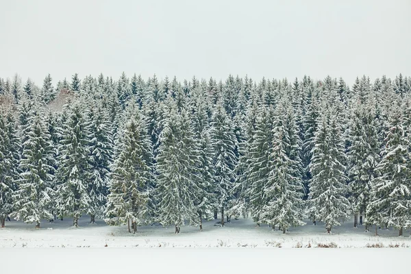 Forêt de sapins d'hiver — Photo