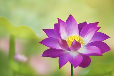 doğada - lotus gölet tek pembe lotus çiçeği