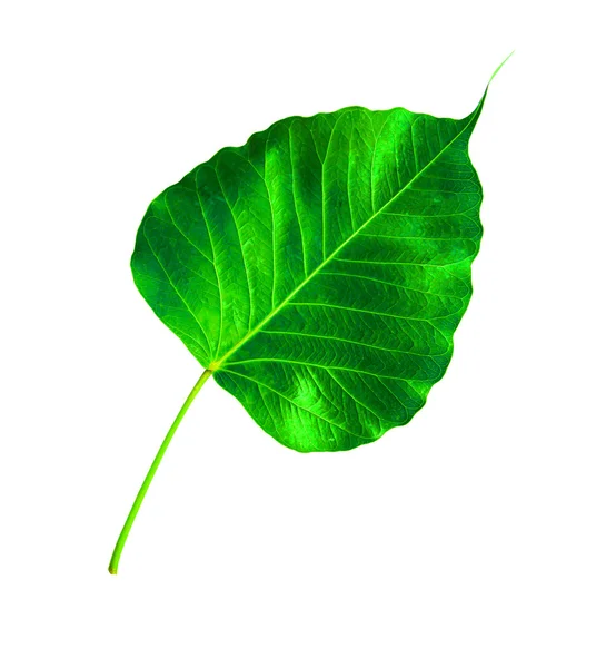 Zielony ficus religiosa liść na białym tle — Zdjęcie stockowe