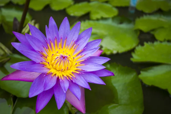 Hermosa flor de lirio púrpura o de loto en el estanque en la naturaleza  - — Foto de Stock