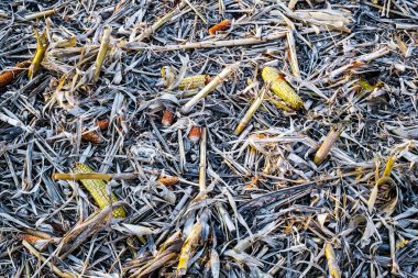 Yerdeki mısır koçanı, ekili tarladaki hasat için artanlar.