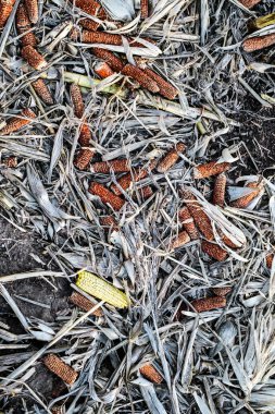 Yerdeki mısır koçanı, ekili tarladaki hasat için artanlar.