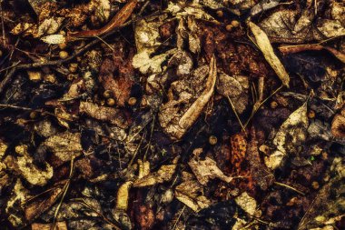 Toprağı kaplayan kurumuş yapraklar.