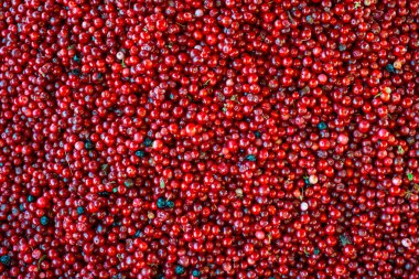 Arka plan için taze taze kızılcık.