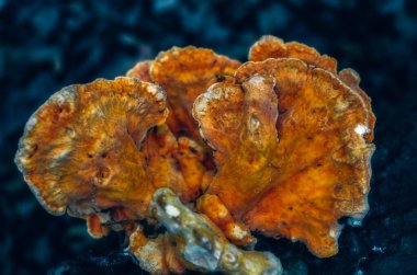 Ormandaki ağaçtaki mantar