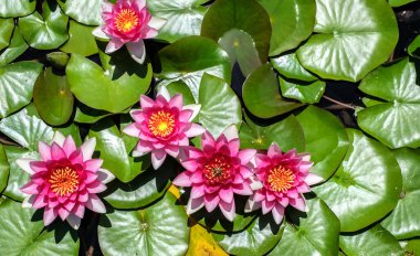 Gölette pembe bir nilüfer