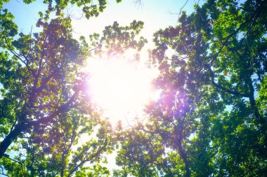 Mavi gökyüzünde bahar meşesi dalları