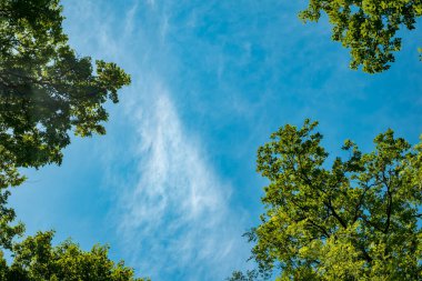Mavi gökyüzünde bahar meşesi dalları