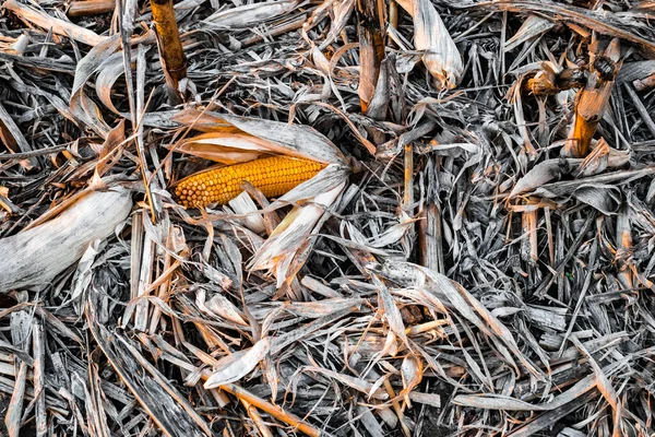 Espiga Milho Chão Sobras Para Regozijar Campo Cultivado Colhido — Fotografia de Stock