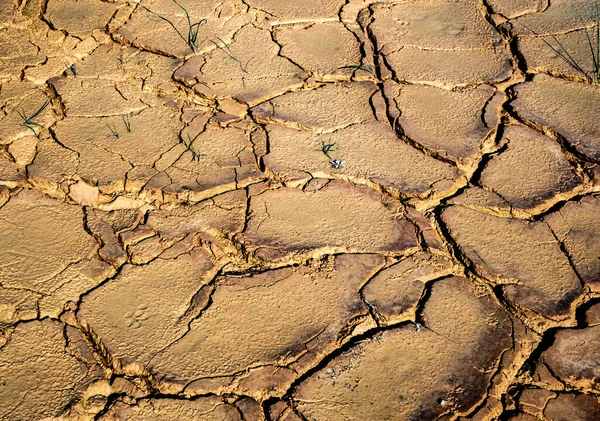 Getrocknete Erde Mit Rissen Sonnigen Sommertagen — Stockfoto