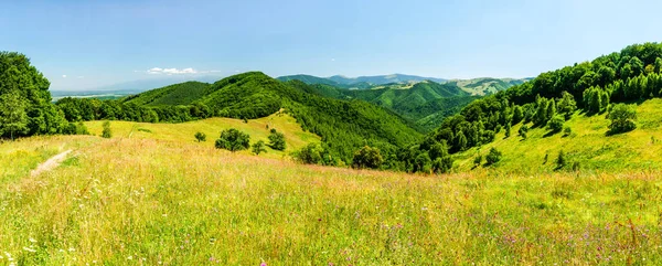 Campo Flores Primavera Colina Calugaru Montañas Cindrel Rumania 1600M Alta —  Fotos de Stock