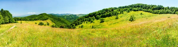 Frühlingsblumenfeld Hügel Von Calugaru Cindrel Gebirge Rumänien 1600M Hohe Auflösung — Stockfoto