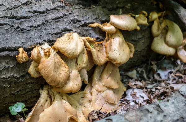 Svamp Träd Skogen — Stockfoto