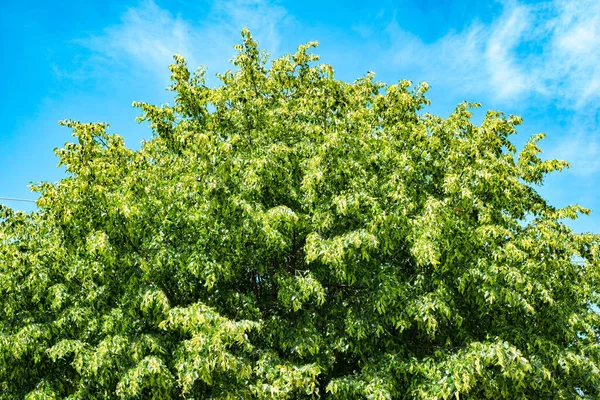 Bahar Çiçekleri Olan Limon Ağacı — Stok fotoğraf