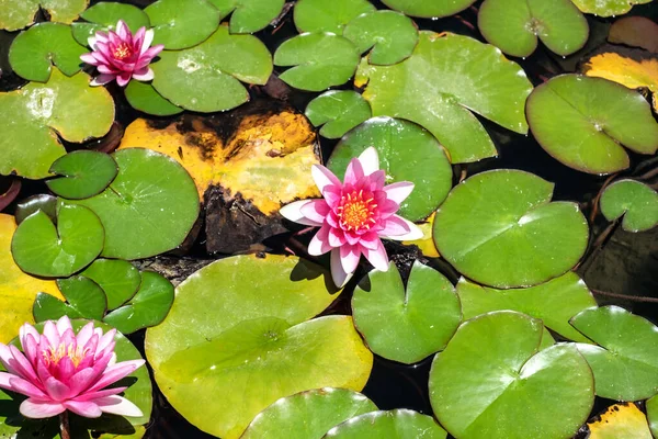 Nenúfar Rosa Estanque — Foto de Stock