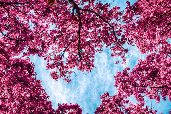 Pink Tree in the Springtime with Blue Sky