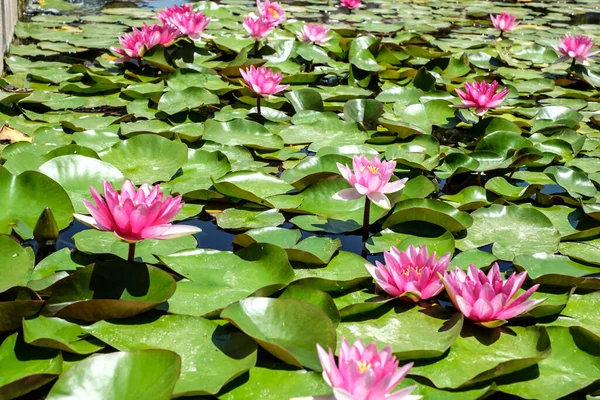 Nenúfar Rosa Estanque — Foto de Stock