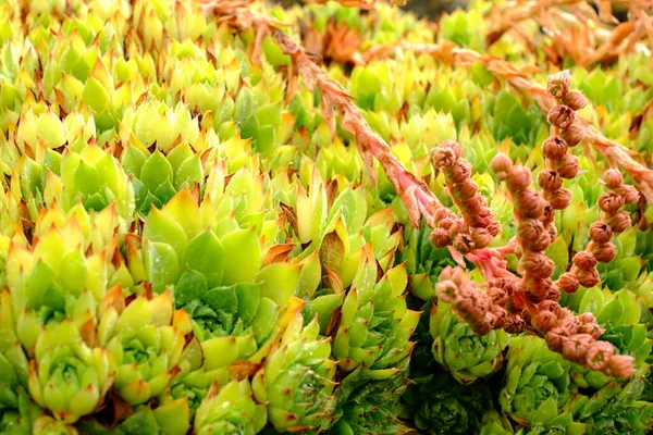 Kleine Rode Bloemen Met Groene Bladeren Met Rode Gele Pieken — Stockfoto